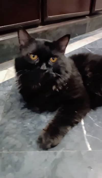 Black male cat for sale