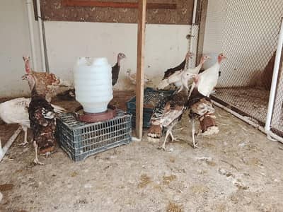 Turkey 5 Months Old Male & Female