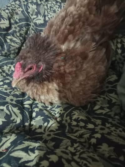 i want to sale my broody hen healthy and active