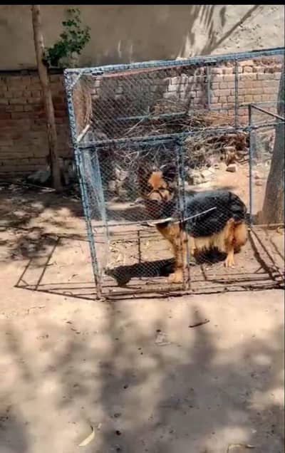 Pure Breed Dog for Sale – Healthy & Active