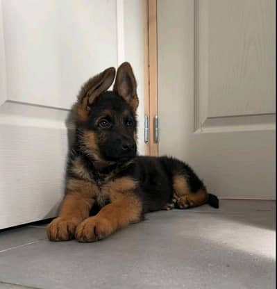 German shepherd puppies for sale healthy