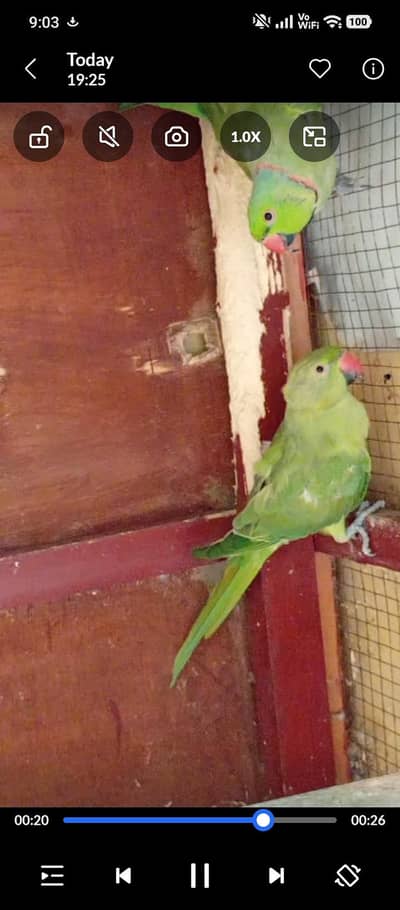 parrot
