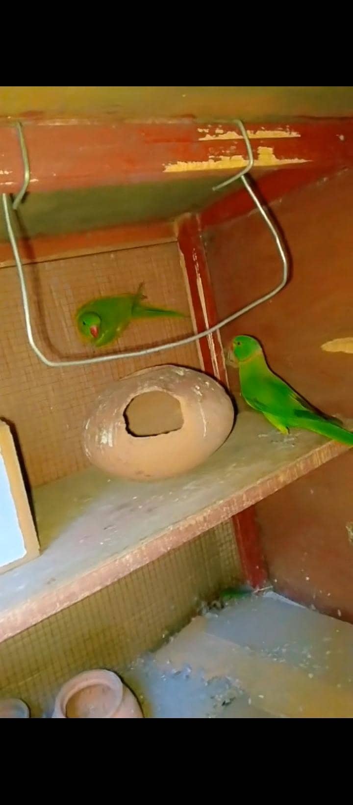 parrot 1