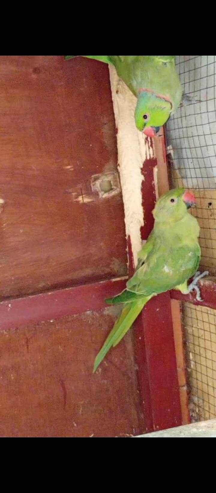 parrot 2