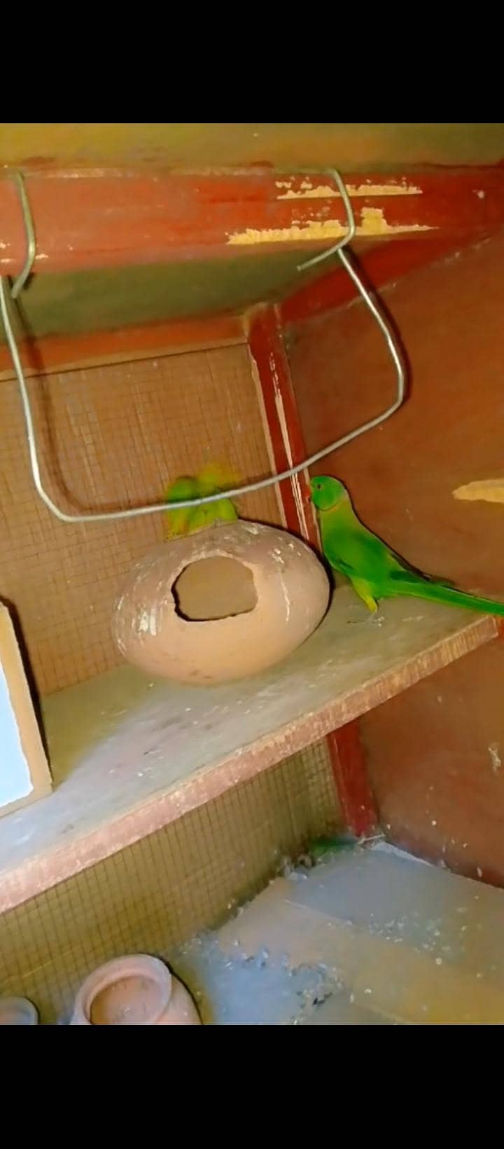 parrot 3