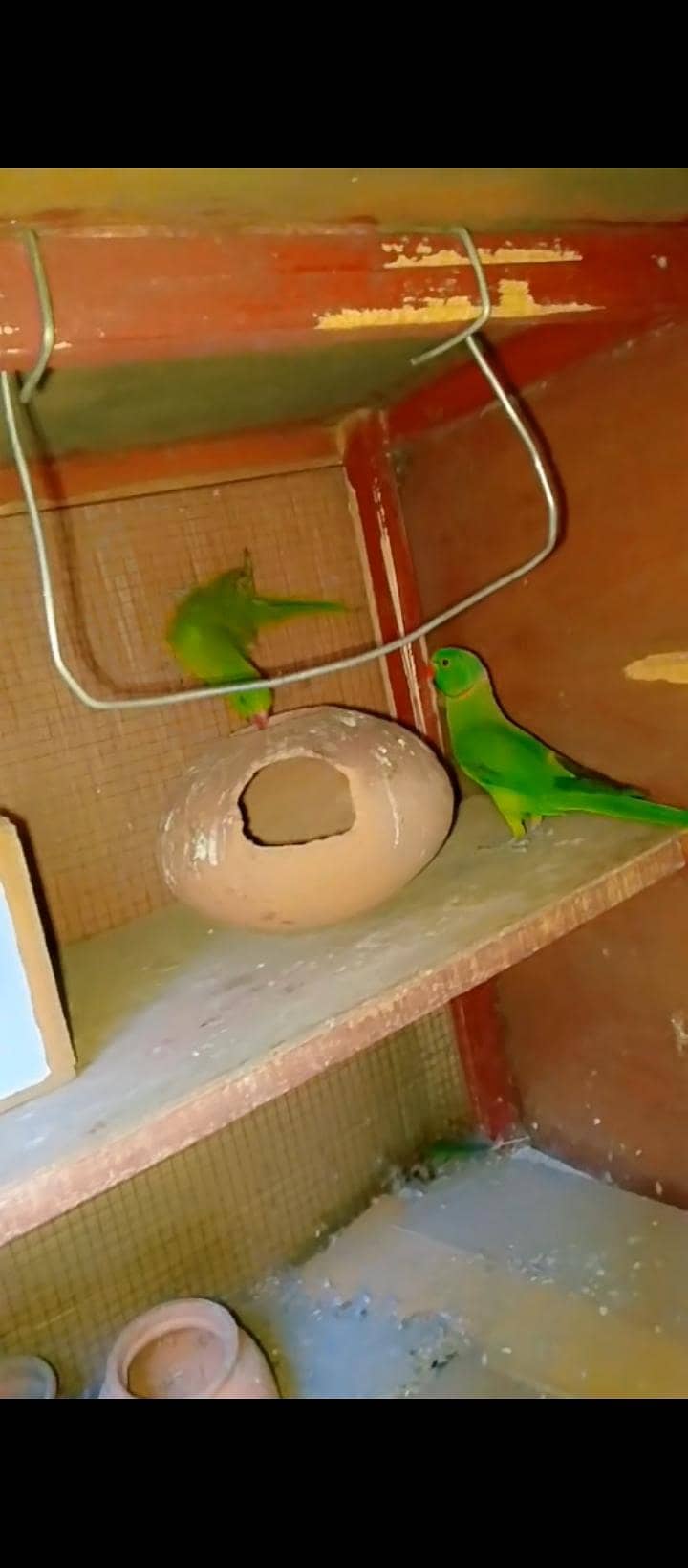 parrot 4