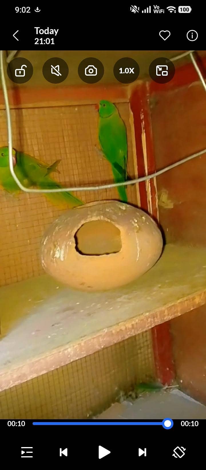 parrot 5