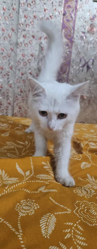 Persian Cat /Sale