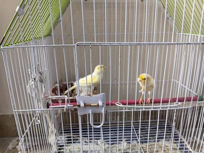 Canary 4 pcs 2 male full start 2 female