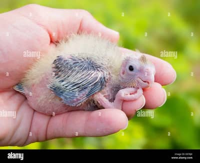 cocktail parrot chicks
