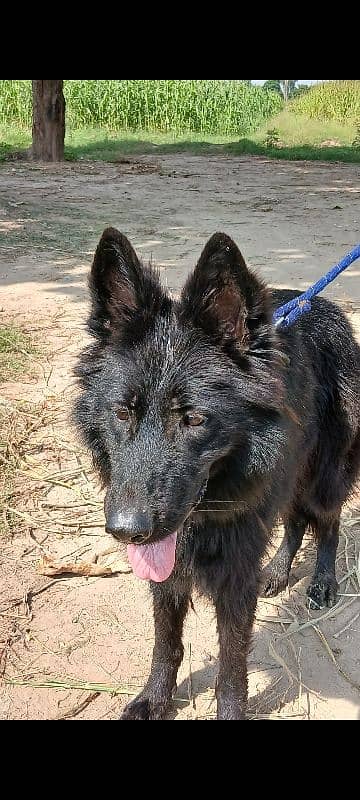 Belgium shepherd