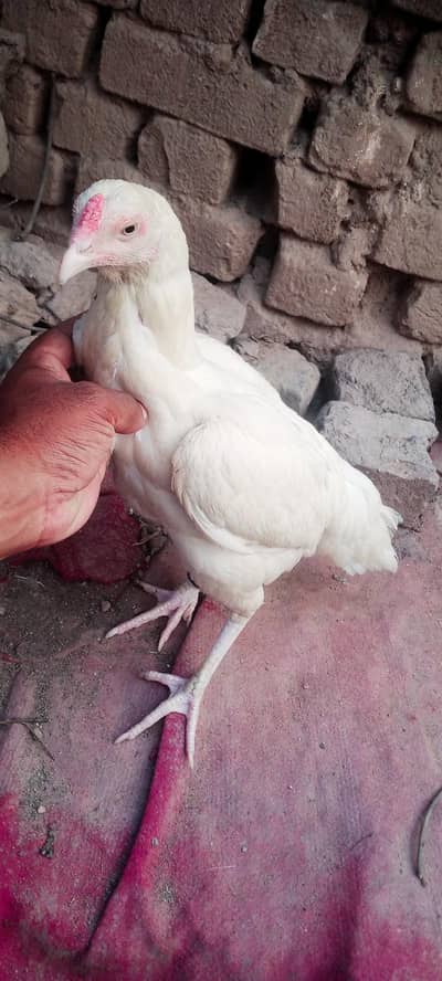 full Paperwhite aseel hera hen
