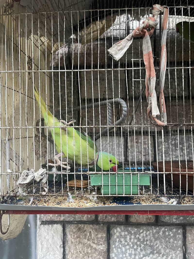 Green ring neck 2 pair 0