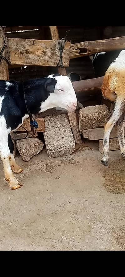 Taddi