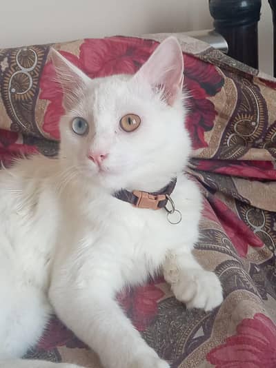 good cat