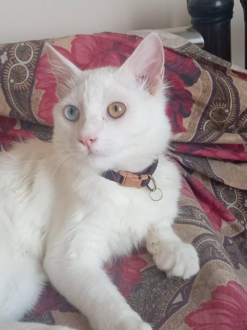 good cat 0