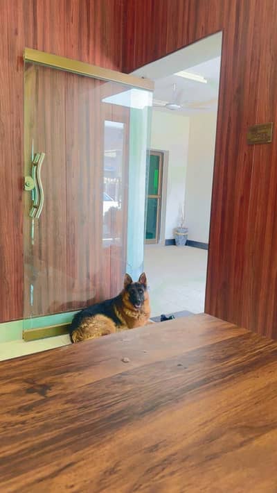German shepard male for sale