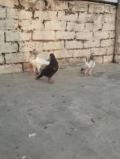 pigeons