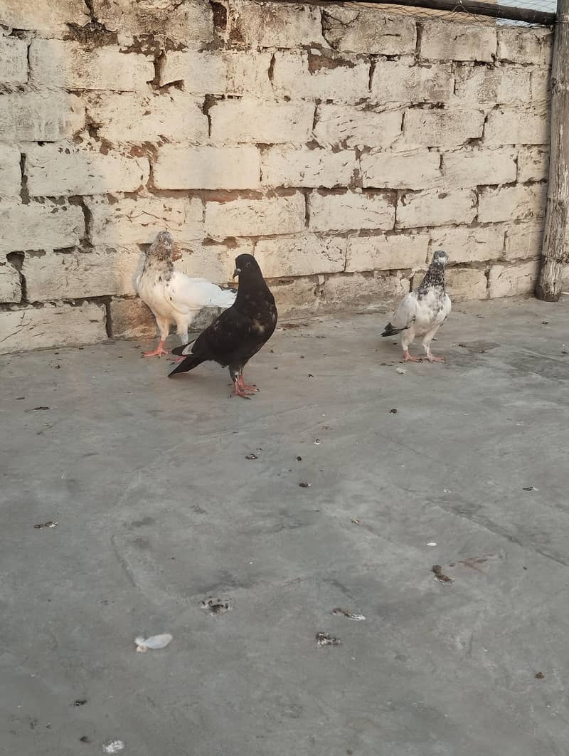 pigeons 0