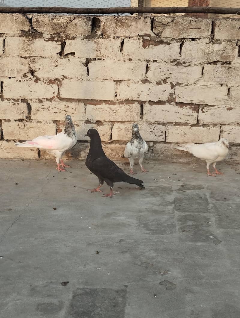 pigeons 1