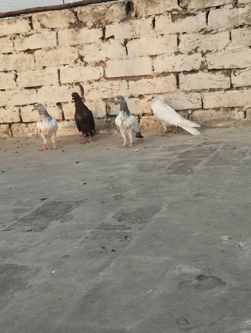 pigeons 2