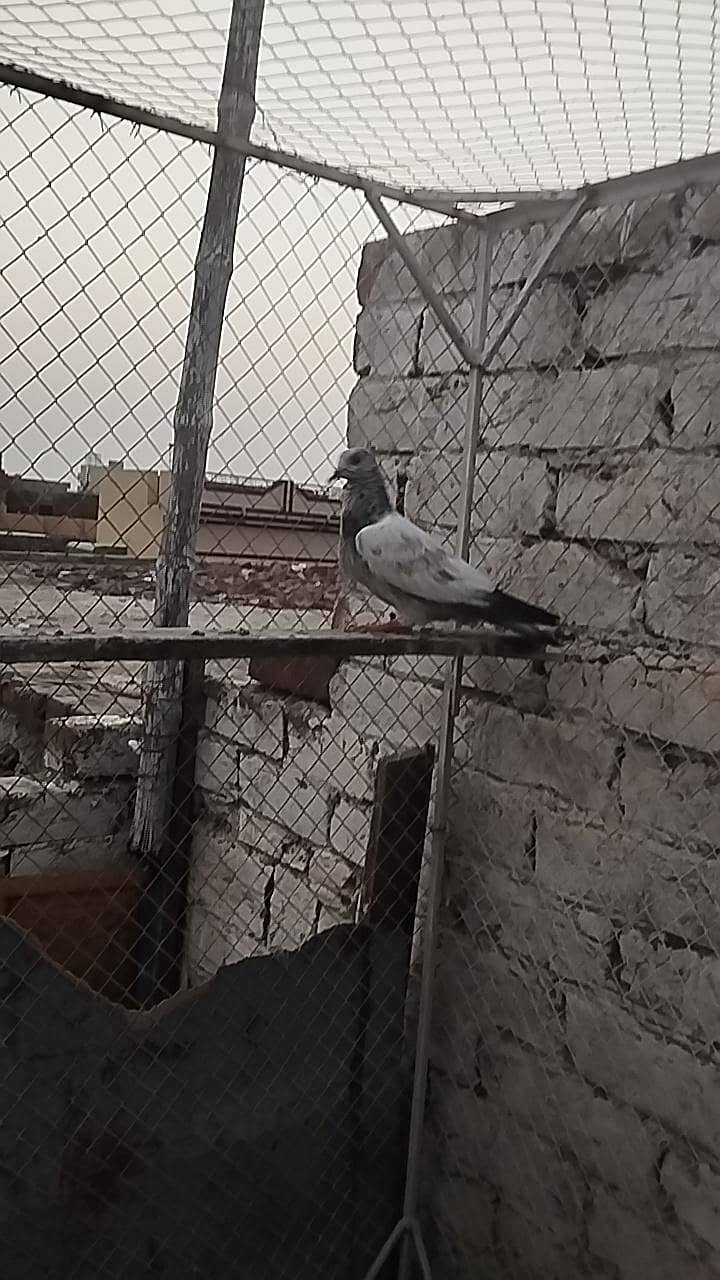 pigeons 3