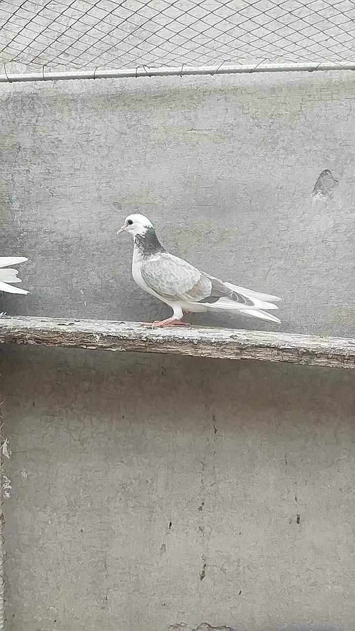 pigeons 4