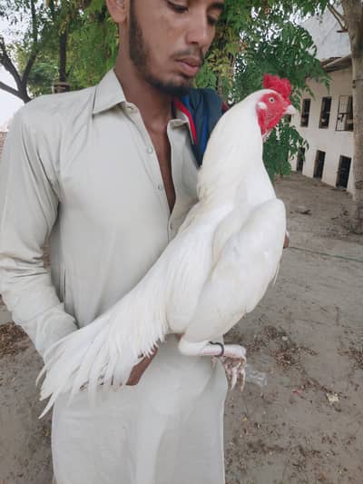 Original Chidrokhel breed mianwali Heera