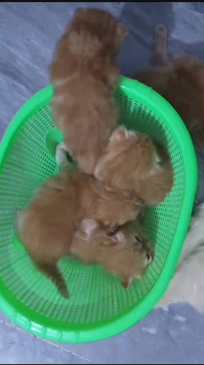 Persian cat pair for sale healthy and active