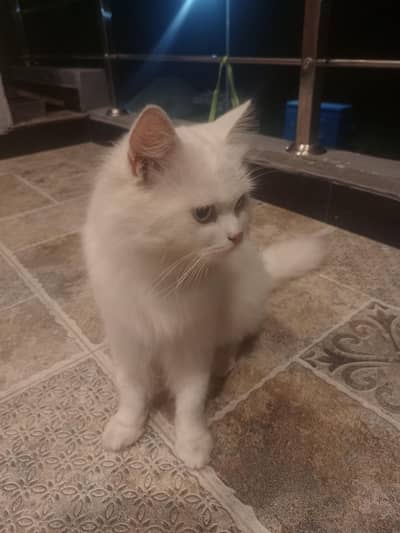 Beautiful Snow White Fluffy Persian Cat