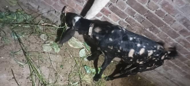 Bakra