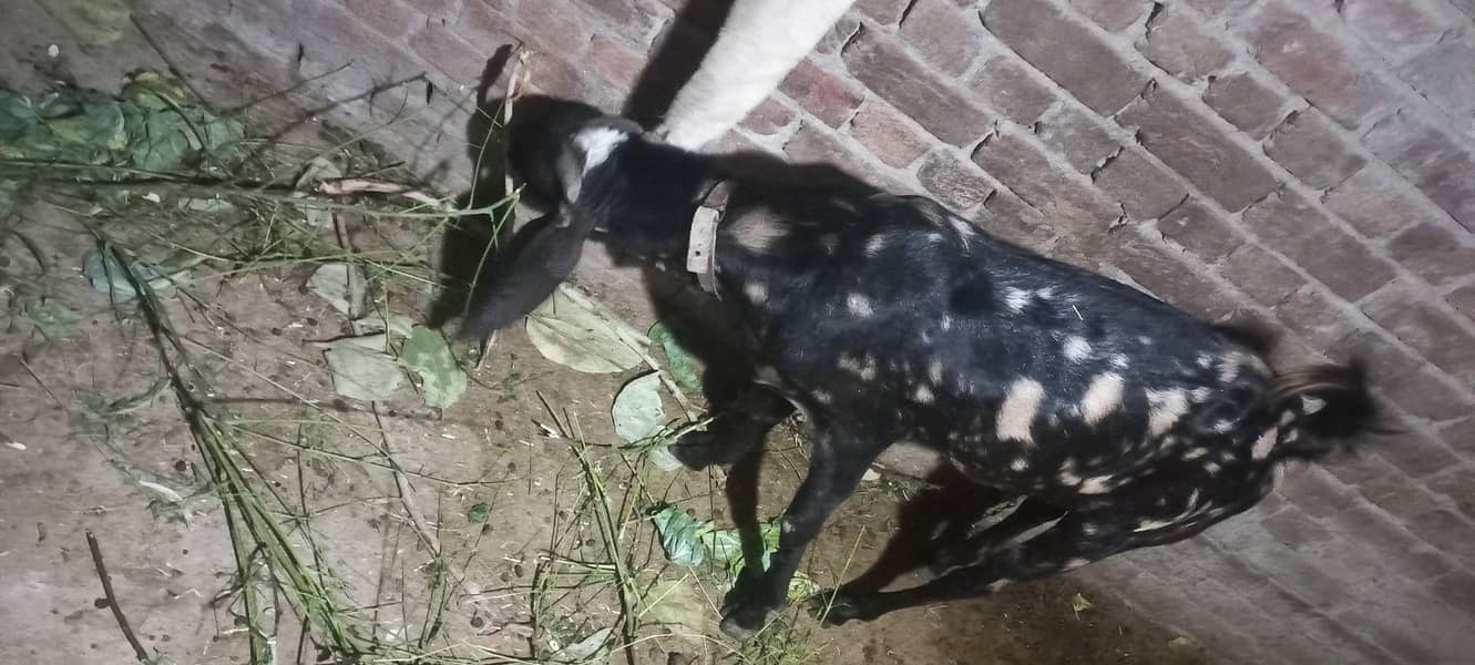 Bakra 0