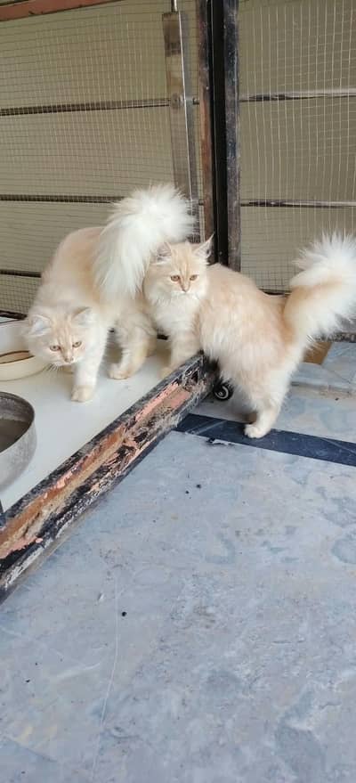 triple quote Persian kitten pair