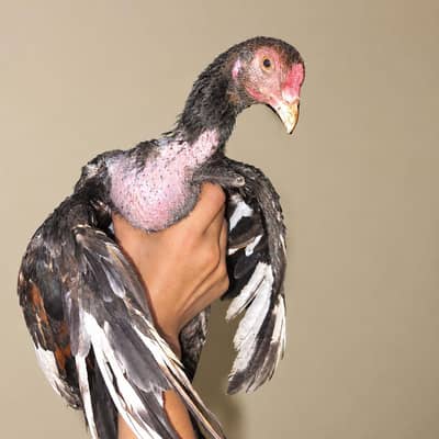 cockh