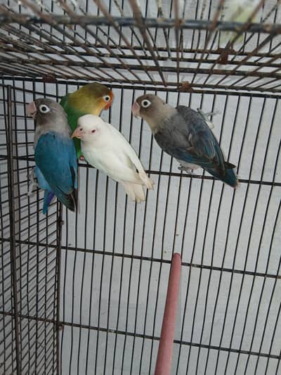 albino parblue fisher lovebirds