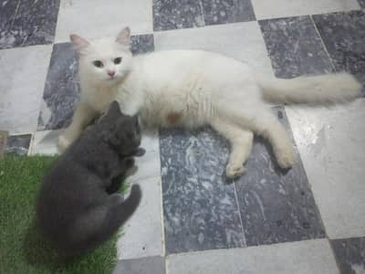 Persian cat and 1 kitten