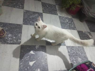 white Persian cat
