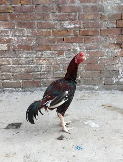 Aseel Bengum urgent for sale .
