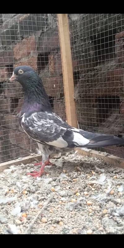 Royal Teddy jora for sell