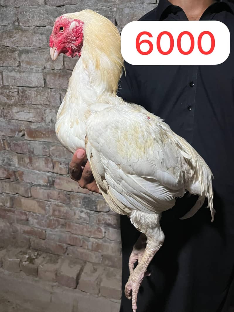 Aseel Pathy or Pathiyan 1