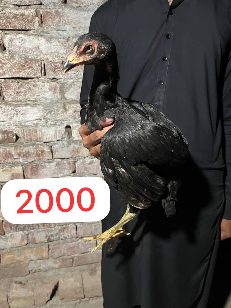 Aseel Pathy or Pathiyan 2