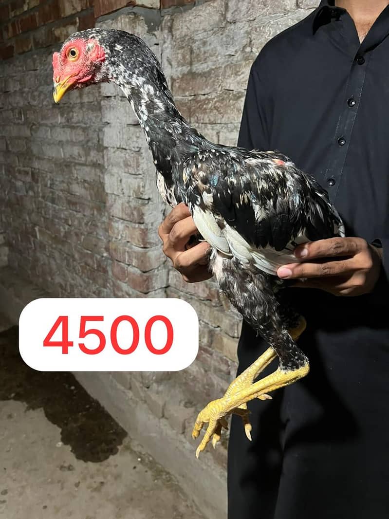 Aseel Pathy or Pathiyan 3