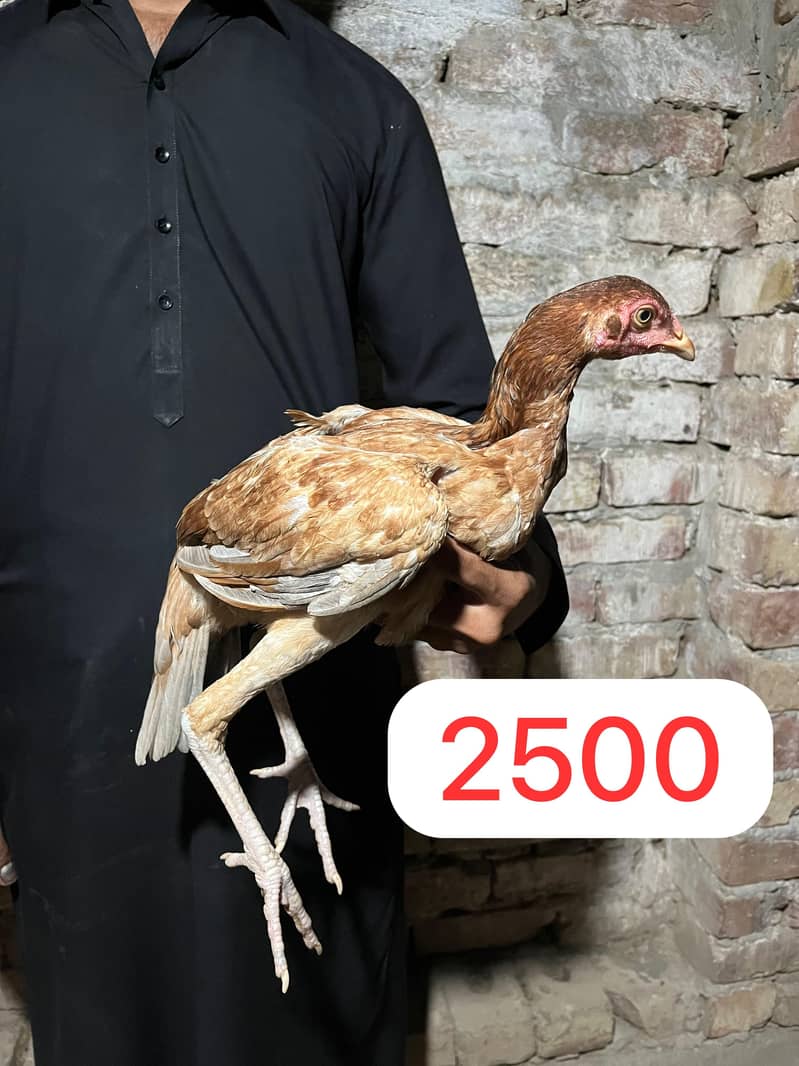 Aseel Pathy or Pathiyan 5