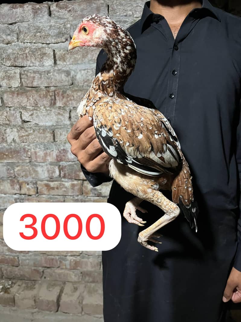 Aseel Pathy or Pathiyan 8