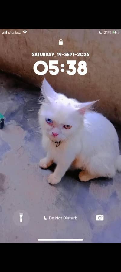 cate ka becha for sale ha