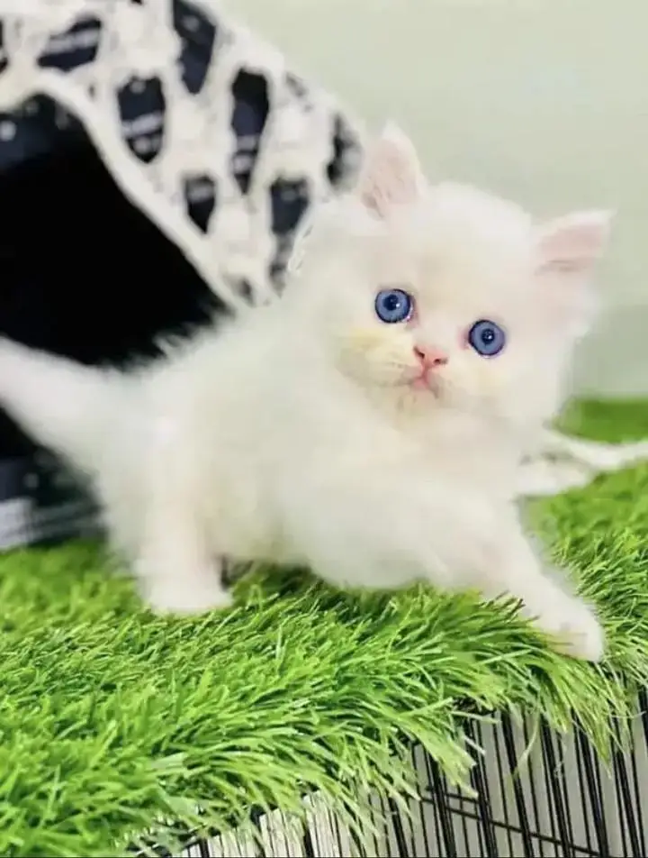 Persian Female kitten for sale 03262468312 Whatsapp