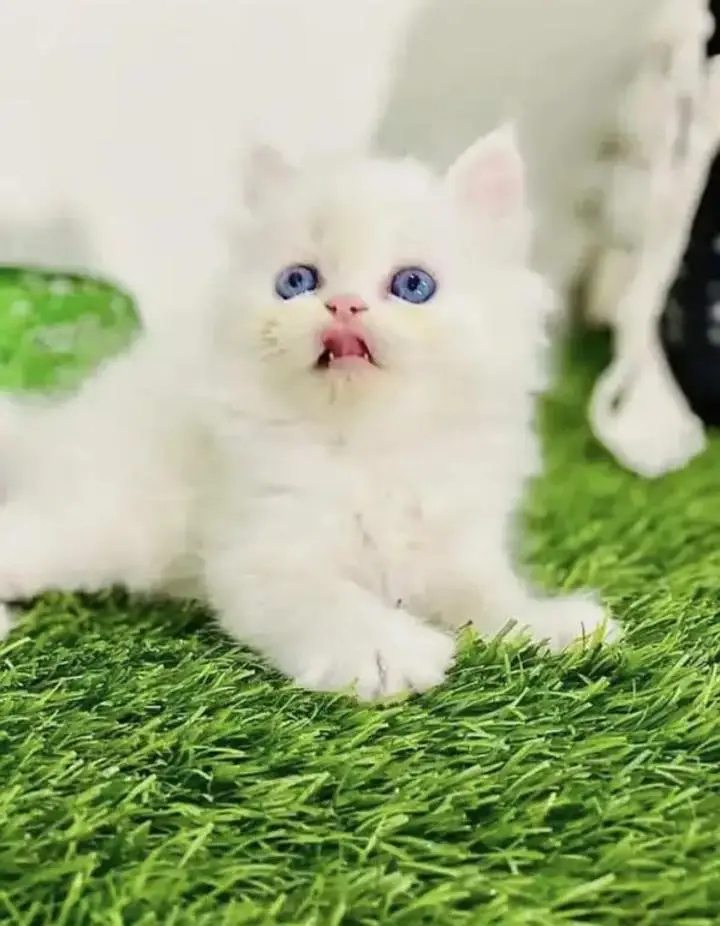 Persian Female kitten for sale 03262468312 Whatsapp — photo 2