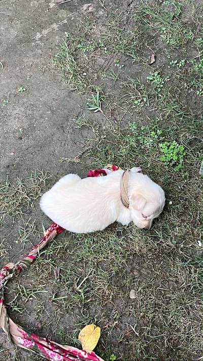 Labrador Puppy