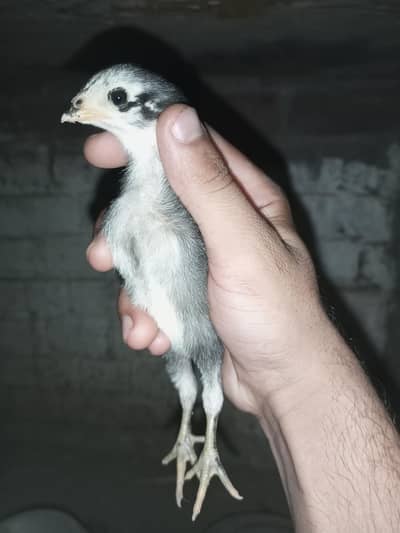 Thai aseel chicks