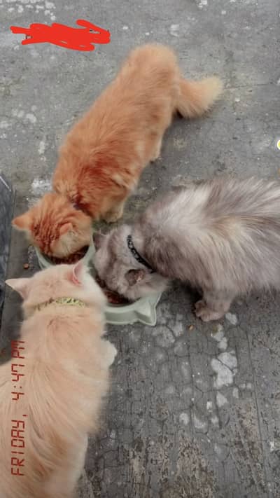 Persian Cat